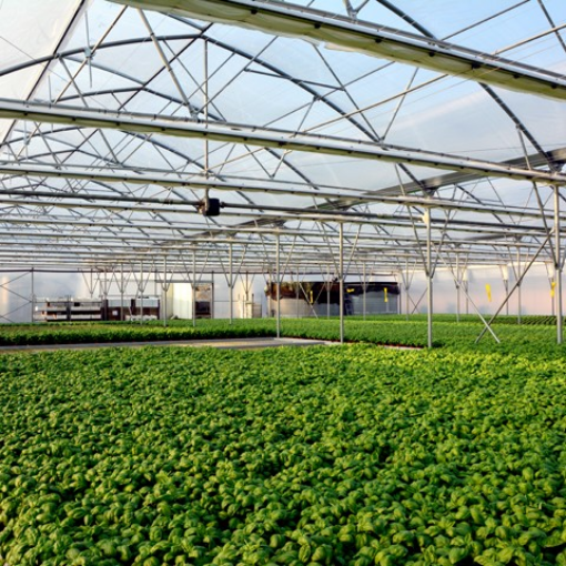 Poza cu FOLIE PLASTIKA KRITIS KRITIFIL® 2925 Anti Picurare