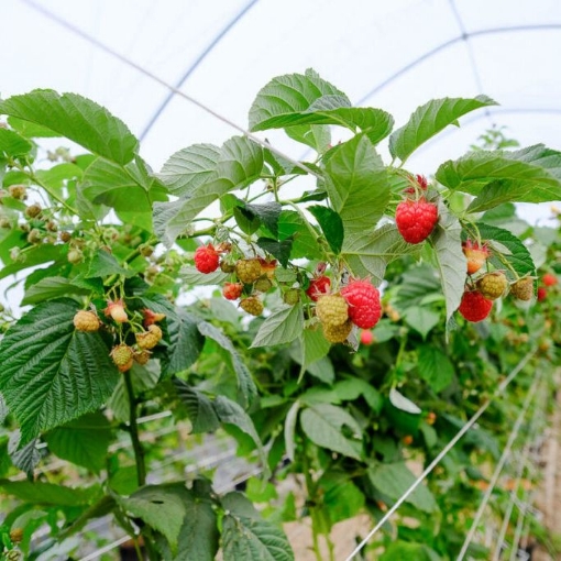 Poza cu FOLIE PLASTIKA KRITIS 180 MICRONI, 3809 UV, DIFUZA PREMIUM, EVA 16m