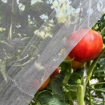 Poza cu Plasa anti insecte alba ECO 1.5m x 50 m
